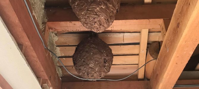 【スタッフブログ】スズメバチの巣が出てきました